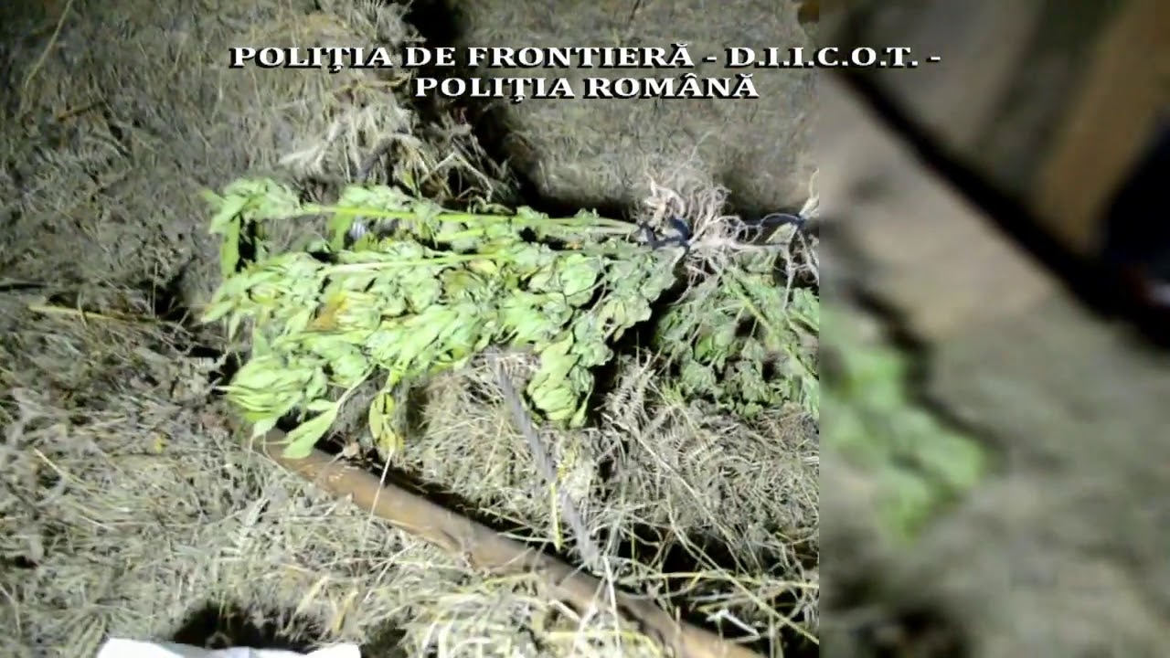 ÎN AREST, PENTRU CULTIVARE DE CANNABIS