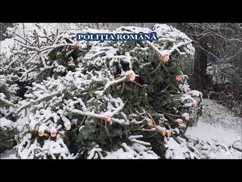 PERCHEZIȚII LA PERSOANE BĂNUITE DE TĂIERE ILEGALĂ DE POMI DE CRĂCIUN
