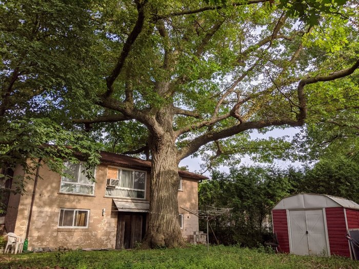 Cum se salvează un copac de la moarte: Autorităţile din Toronto au cumpărat o casă, pentru a putea salva un stejar mai bătrân decât oraşul