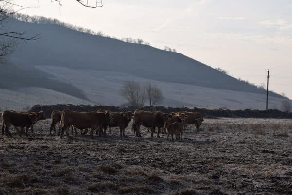 Fermă părăsită din Mureș, transformată într-o afacere de succes de o familie din Republica Moldova ~ InfoPrut
