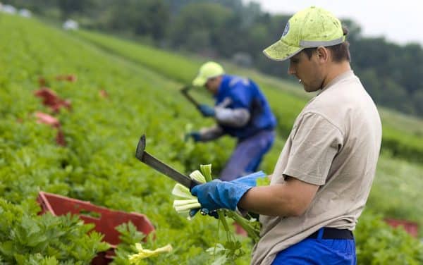 Agricultorii din Republica Moldova pot depune cereri pentru a primi motorină donată de România ~ InfoPrut