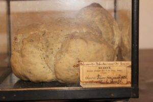 Cea mai veche pâine din lume este expusă în România ~ InfoPrut