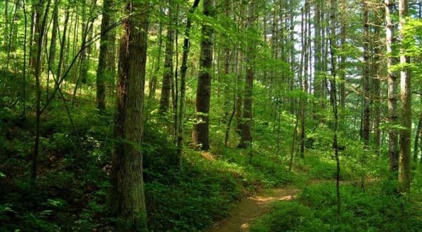 Republica Moldova, standarde europene privind gestionarea pădurilor ~ InfoPrut