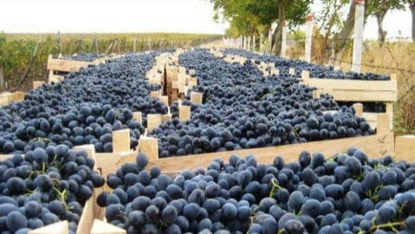 Prunele şi cerealele, cele mai căutate produse basarabene în UE ~ InfoPrut