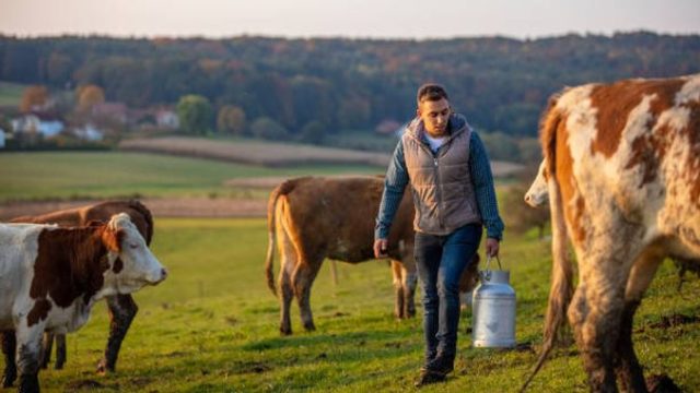 Ajutorul Covid bovine 2021 – la plată de astăzi! APIA: 140,37 lei/cap de animal și 541,87 lei/tona de lapte!