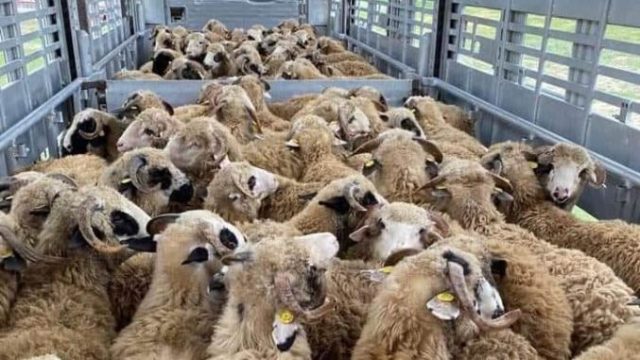 Exportul de animale vii din România ar putea fi interzis