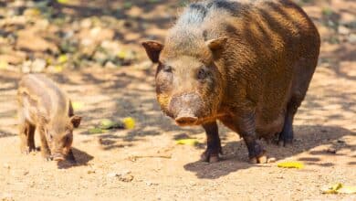 porci ferme romania