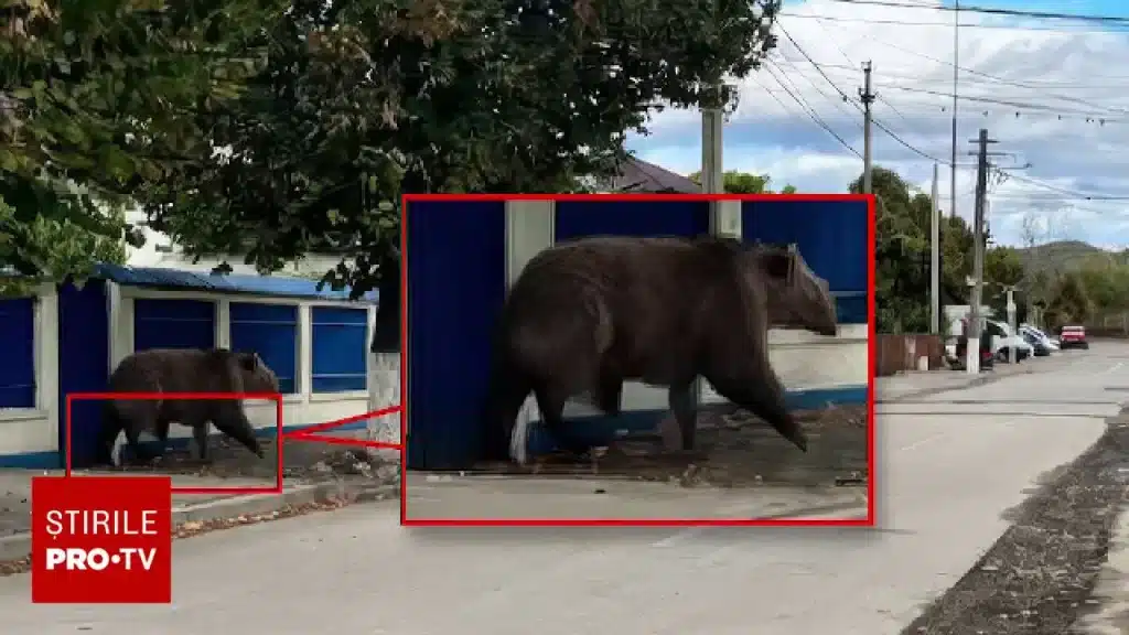 Jandarmii din Câmpina au căutat zadarnic un urs inventat de inteligența artificială