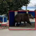 Jandarmii din Câmpina au căutat zadarnic un urs inventat de inteligența artificială