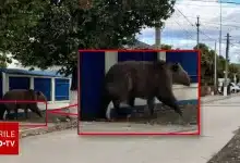 Jandarmii din Câmpina au căutat zadarnic un urs inventat de inteligența artificială